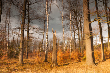 złom leśny © Konrad