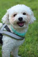 white poodle puppy