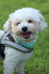 white poodle puppy