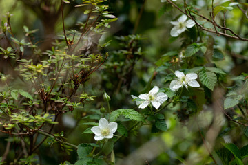 Obraz premium 野苺の花