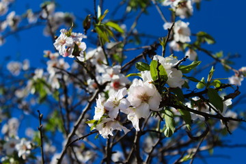 Blossoming flowers. Flowers of tree in spring with a beautiful composition of white flowers, darker branches, small green leaves and blue sky.