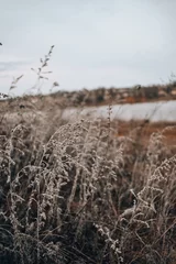 Gordijnen closely grass in autumn © Olena