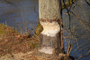 View of a tree trunk gnawed by a beaver along the D&R Canal in New Jersey