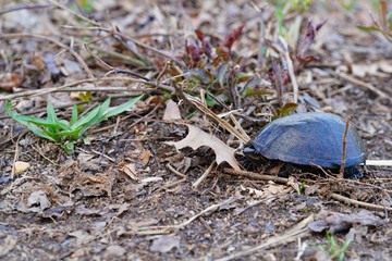 View of a wild common musk turtle in its shell in New Jersey - obrazy, fototapety, plakaty