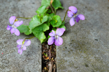 Purple tiny violet pansy flowers grow through cracks between paved stones