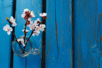 Flowering apricot branch, small white flowers in a transparent glassy round vase on a blue wooden background. There is a place for text. Shabby chic style. Concept fot Valentine's Day, Mother's Day