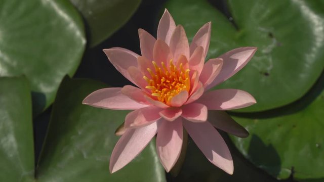 Close-ups  Fresh Bloom  Pink Nymphaea Water lily or Pink Lotus Flower on the lotus lake - Aquatic Floral backdrops and beautiful details picture concept