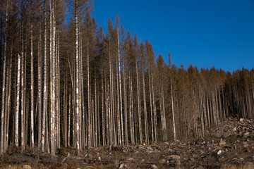 Fichtenwald