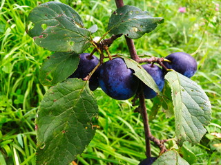 Blue ripe plums on a branch with a leaves.