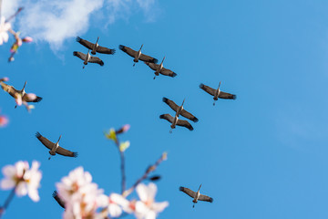 Gray cranes fly against a blue sky over an almond orchard in spring. Selective focus. 