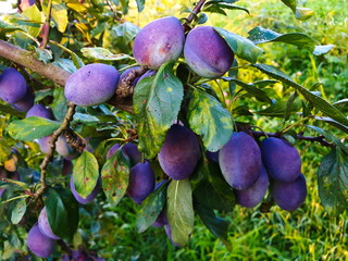 Unripe plums on the branch, the plums begin to blue.