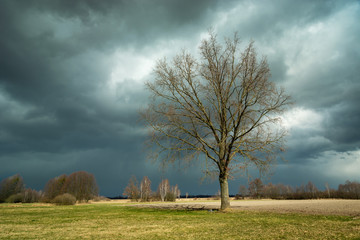Large oak without leaves on the meadow and dark storm clouds
