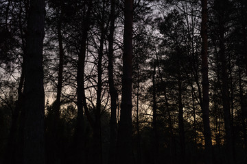 Sunset in pine forest nature background.