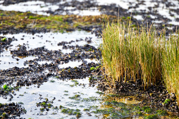 Marsh Grass growing in Valdes peninsula on Atlantic Ocean Coast, Patagonia, Argentina