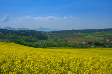Slovenian countryside in spring with flowering rapeseed field and green nature, in Slovenia