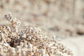 Beach vegetation on Valdes peninsula on Atlantic Ocean Coast, Patagonia, Argentina, South America