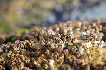 Beach vegetation on Valdes peninsula on Atlantic Ocean Coast, Patagonia, Argentina, South America