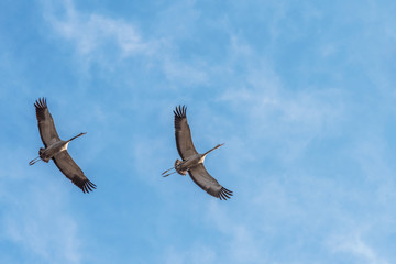 Gray cranes fly against  the blue sky in the spring morning. 
