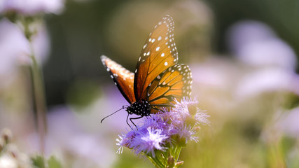 butterfly on flower monarch
