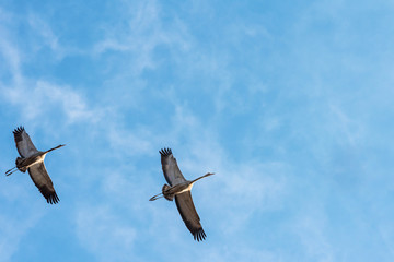 Gray cranes fly against the blue sky in the spring morning. Selective focus.