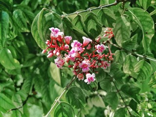 Florecillas