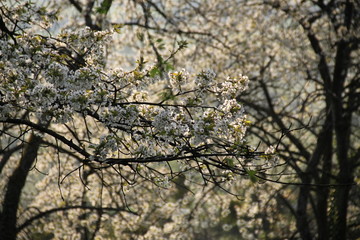 Obraz premium Cherry tree white flowers blossom in an orchard