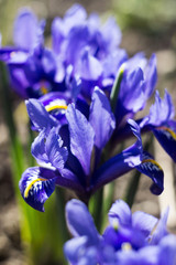 Blue iris reticulata (iridodictyum reticulatum) - bulbous plants. Early spring flower, floral background. Macro, Backlight