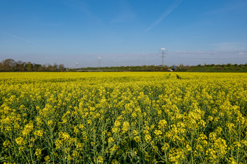 Outdoor sunny landscape view of Yellow rapeseed blossom field in spring or  summer season against blue sky and blur background of high voltage tower and cable.