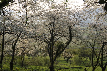 Obraz premium Cherry tree white flowers blossom in an orchard