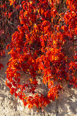 old wall with colorful leaves in autumn