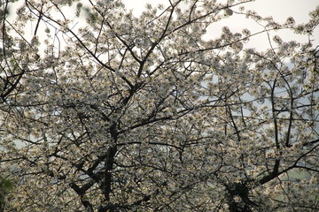 Cherry tree white flowers blossom in an orchard
