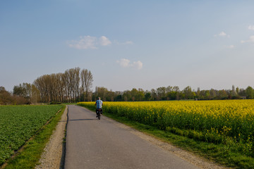 Outdoor sunny view of  people ride bicycle and do jogging on small road on countryside along yellow rapeseed blossom field in spring or summer season against blue sky.