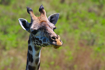 Giraffe in der Natur