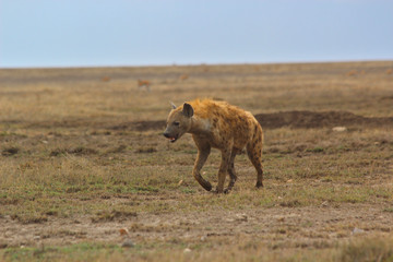 Hyäne in der Serengeti