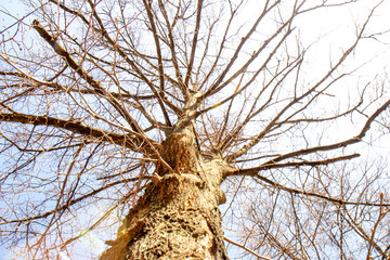 Spring tree on a sunny day