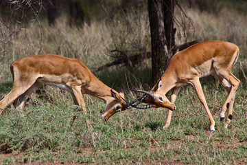 Antilopen Kampf um ein Weibchen 