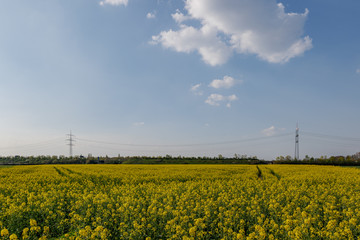 Outdoor sunny landscape view of Yellow rapeseed blossom field in spring or  summer season against blue sky and blur background of high voltage tower and cable.