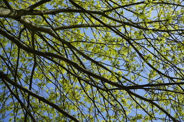 Grün blühender Ahorn