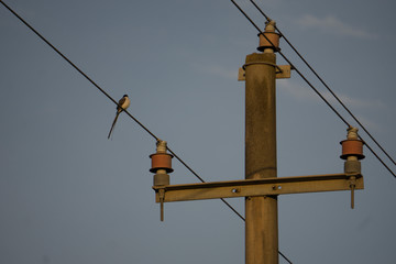 electric power lines