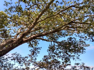 tree