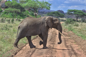 Fototapeta premium Elefant in der Serengeti