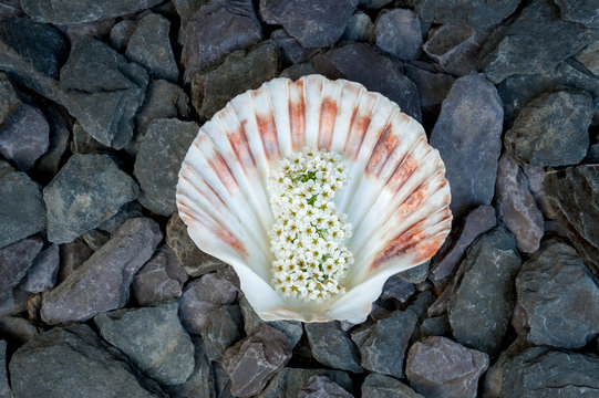 Brightly colored, fan-shaped with a radiating pattern Calico scalop seashell filled with white tiny spring flowers of Spiraea Arguta on dark stone background.