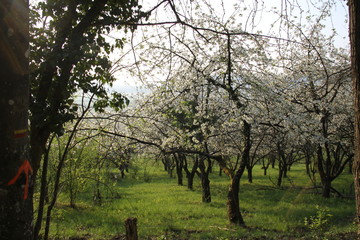 Cherry tree white flowers blossom in an orchard