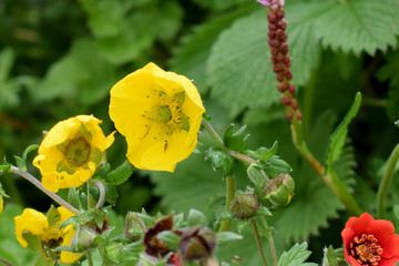 Yellow Vajardanti flower in the valley of flowers