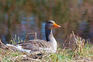 Greylag goose at the waterside