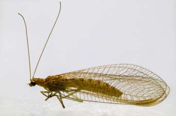 lacewing on white background