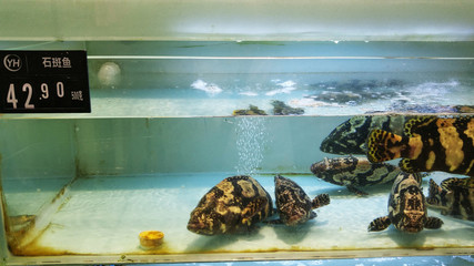 Grouper is sold in the aquatic section of the supermarket