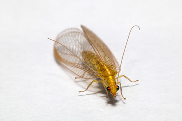 lacewing on white background