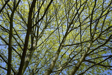 Aufblühender Ahorn im Sonnenlicht