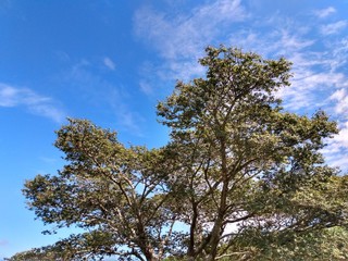 tree
